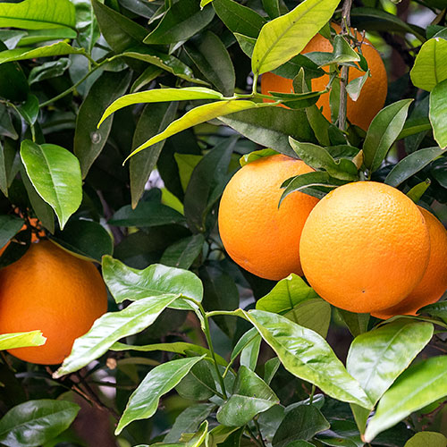 Oranges on a tree