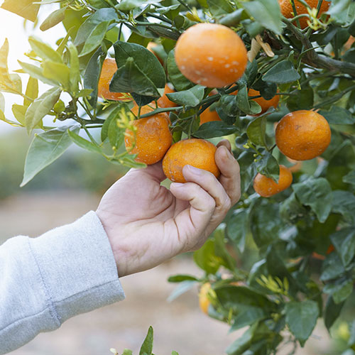 Hand picking an orange off a tree